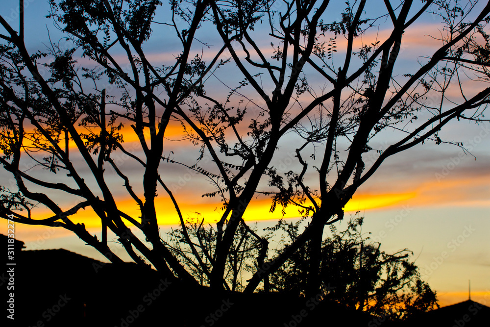 Sunset behind branchs Sunset behind branchs