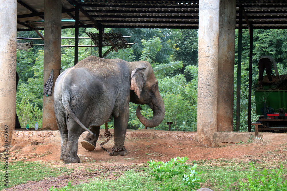 Elephant in the Zoo, Odisha, India. Nandankanan Zoological Park.