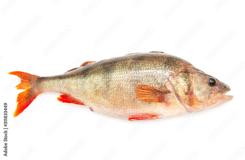fresh crucian fish on a white background fresh crucian fish on a white background