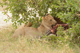 Closeup of a  Lion feeding on a recent kill, a Zebra, Tarangire National park, Tanzania