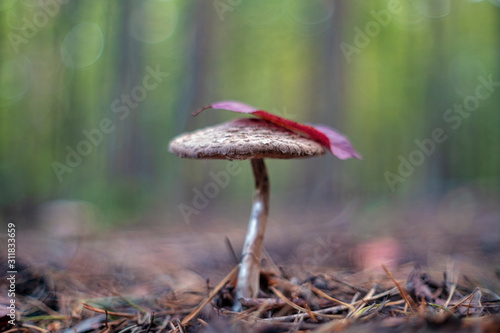 Macrolepiota procera, the parasol mushroom