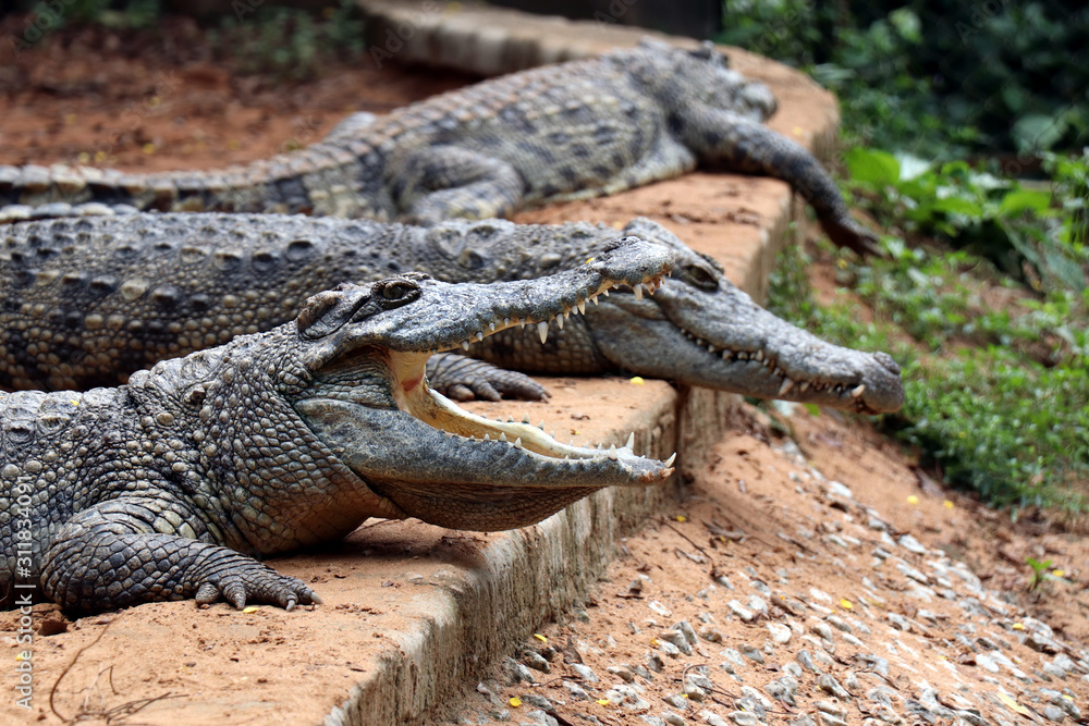 Fototapeta premium Crocodile in Nandankanan zoological Park in Orissa, India. Nandankanan is 15 kms from Odisha`s capital, Bhubaneswar. Crocodile in the zoo.