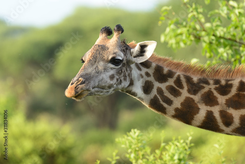 Closeup of Masai Giraffe (Giraffa camelopardalis tippelskirchi or 