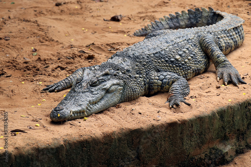 Crocodile in Nandankanan zoological Park in Orissa  India. Nandankanan is 15 kms from Odisha s capital  Bhubaneswar. Crocodile in the zoo.