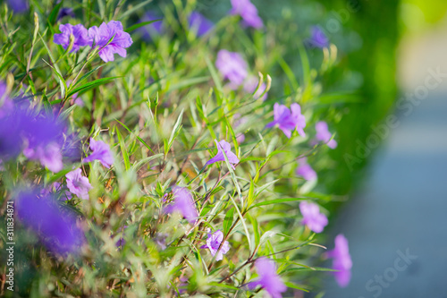 blue flowers in the garden