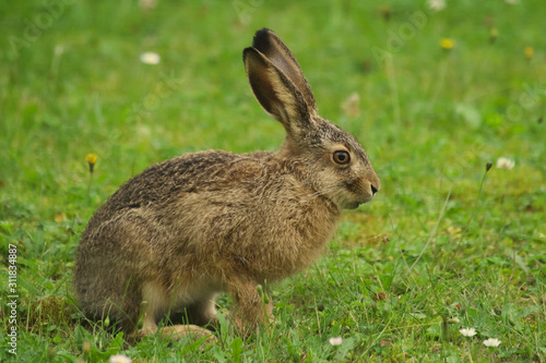 brown hare, easter bunny