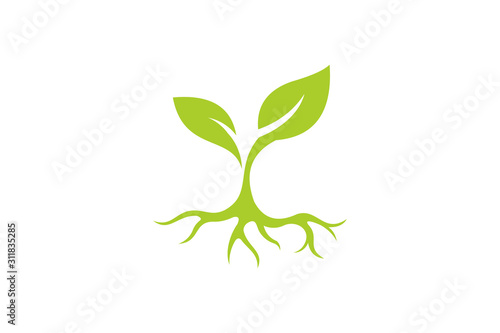 seed logo icon vector isolated photo