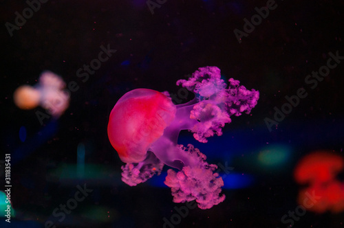 Beautiful coral color jellyfish in neon light floating in the aquarium.