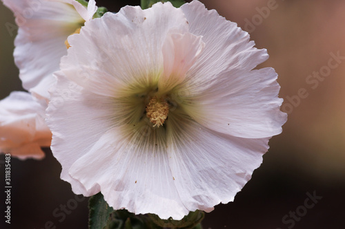 pink flower