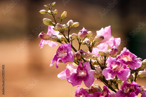 Wild Flower