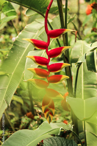 flower in the garden