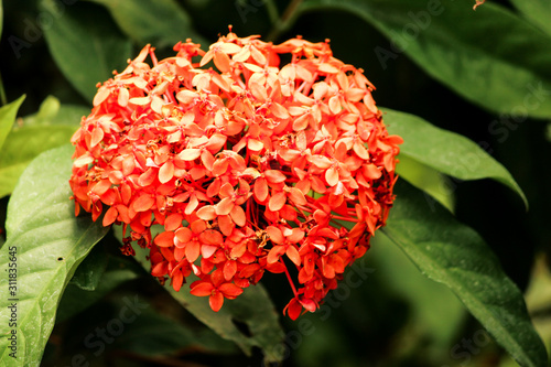 red flower in garden