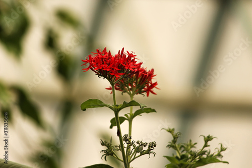 red flower in the garden