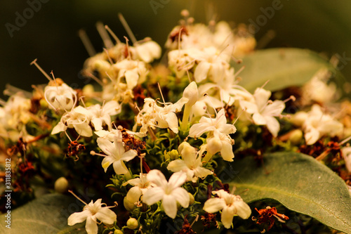 bouquet of flowers