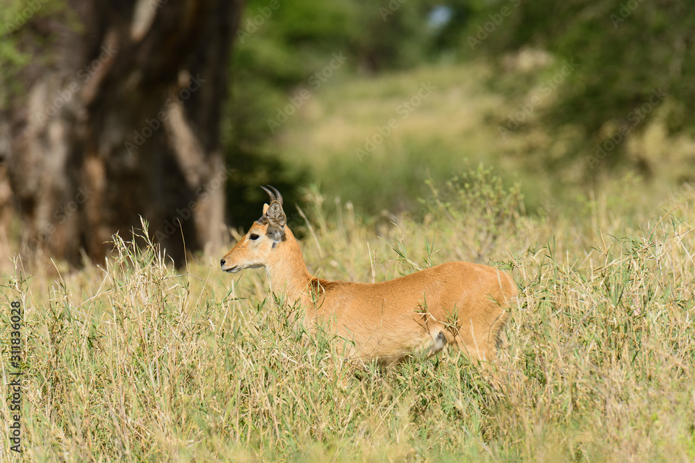 Naklejka premium Closeup of Reedbuck (scientific name: Redunca redunca, or 