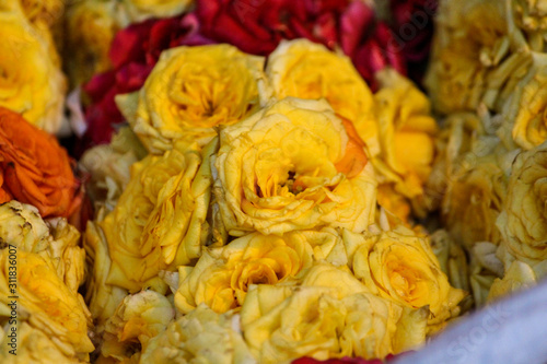 red and yellow roses
