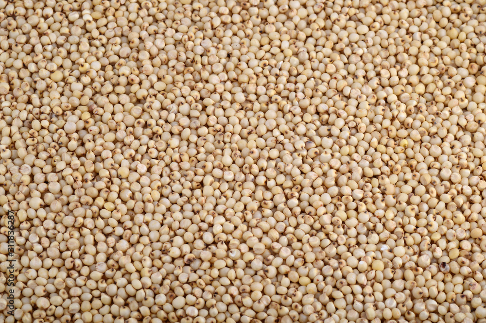Sorghum arrange as background, Close up. Sorghum arrange as background, Close up.