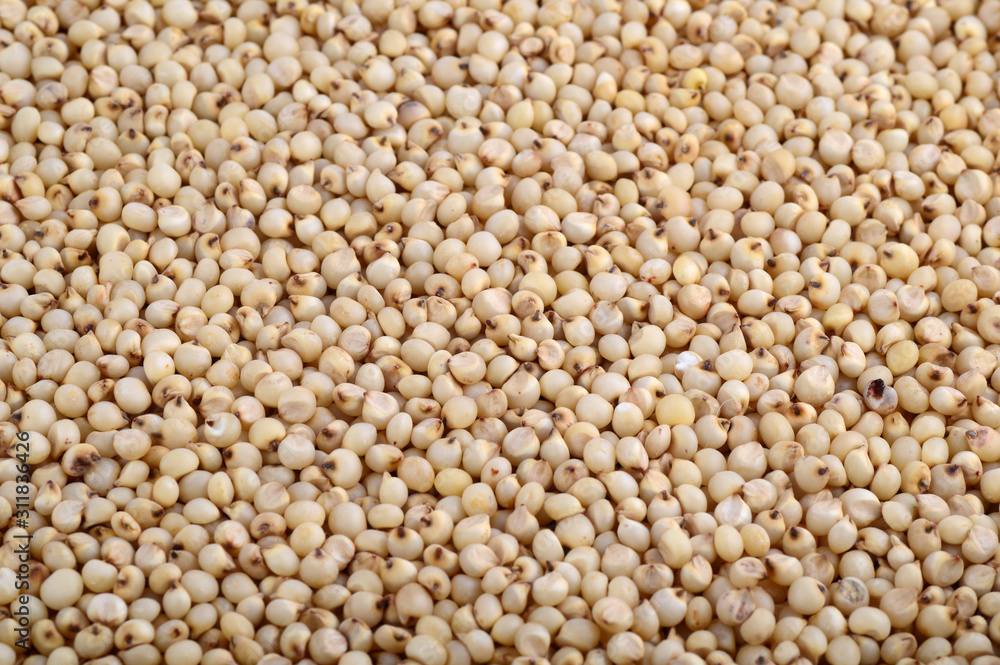Sorghum arrange as background, Close up. Sorghum arrange as background, Close up.