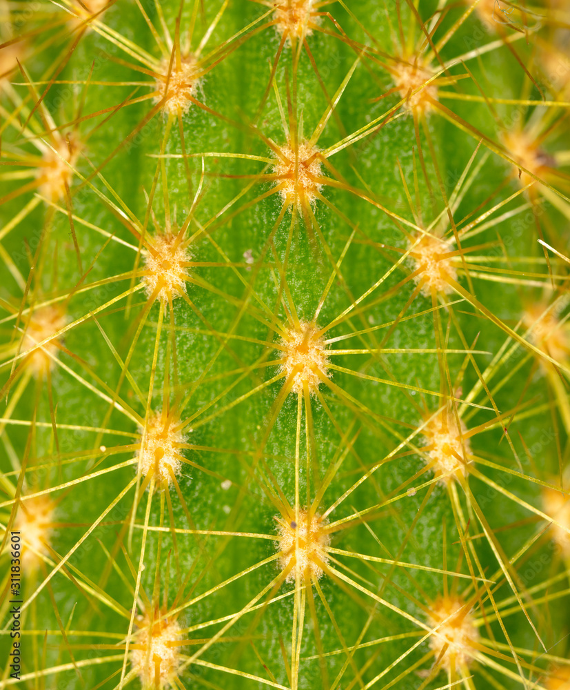 Detail of a cactus as a background Detail of a cactus as a background