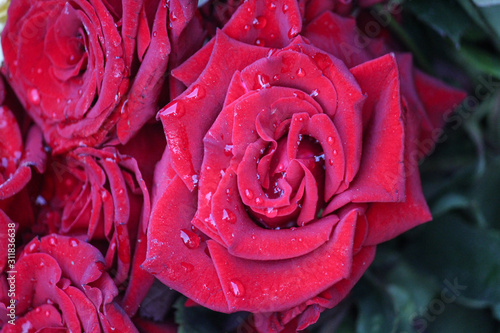 Fresh Red Rose with water droplets