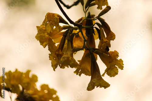 autumn leaves