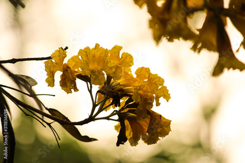 autumn leaves on tree