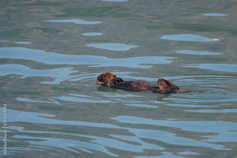Obraz premium Sea Otter in Resurrection Bay