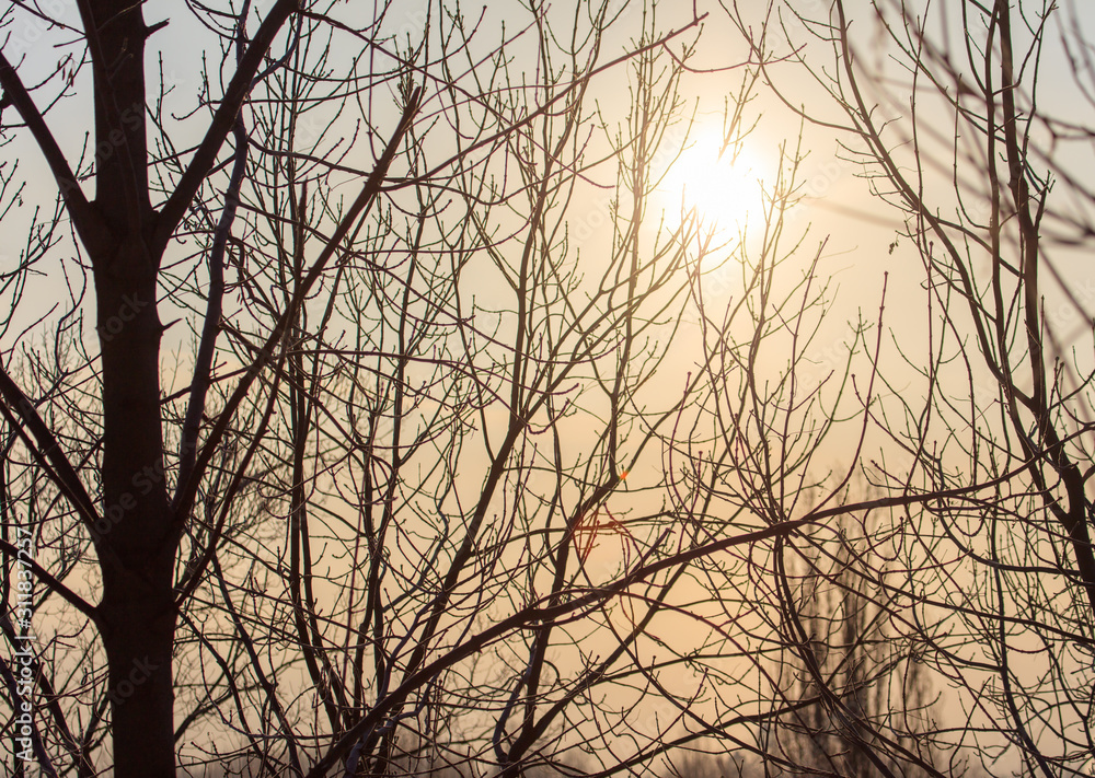 Leafless tree branches at dawn of the sun Leafless tree branches at dawn of the sun