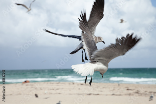 seagull on the beach © Ricardo