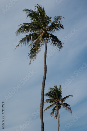 palm tree on background of blue sky