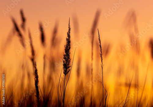 Silhouettes of dry grass on a sunset background