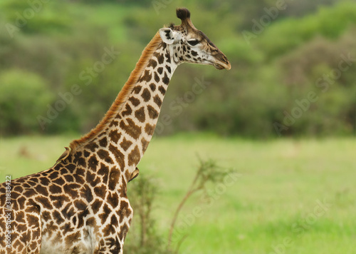 Closeup of Masai Giraffe (Giraffa camelopardalis tippelskirchi) with oxpevckers on its neck in the Serengeti National park,Tanzania