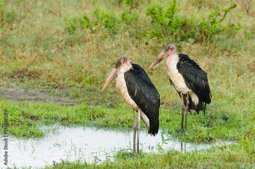 Marabou Storks (leptoptilos cremeniferus) by a pddle in the Tarangire National Park