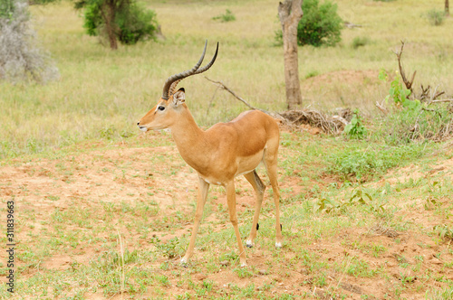 Closeup of Impala (scientific name: Aepyceros melampus, or 