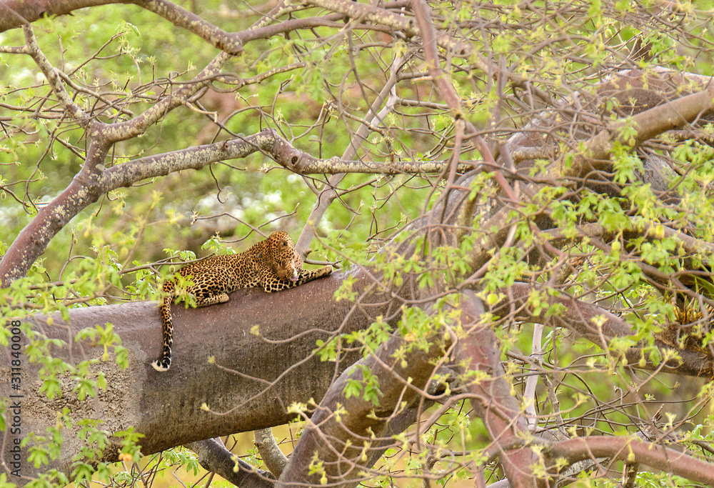 Fototapeta premium Leopard resting in a tree
