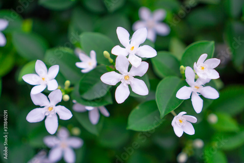 Beautiful green leaves bush and petite starry pure white petals of Snowflake fragrant flower blooming, know as Winter Cherry Tree, Arctic Snow; Milky Way and Sweet Indrajao