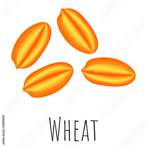 Wheat grain isolated illustration, cartoon style vector clip-art.