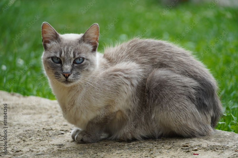 cat with blue eyes on green background