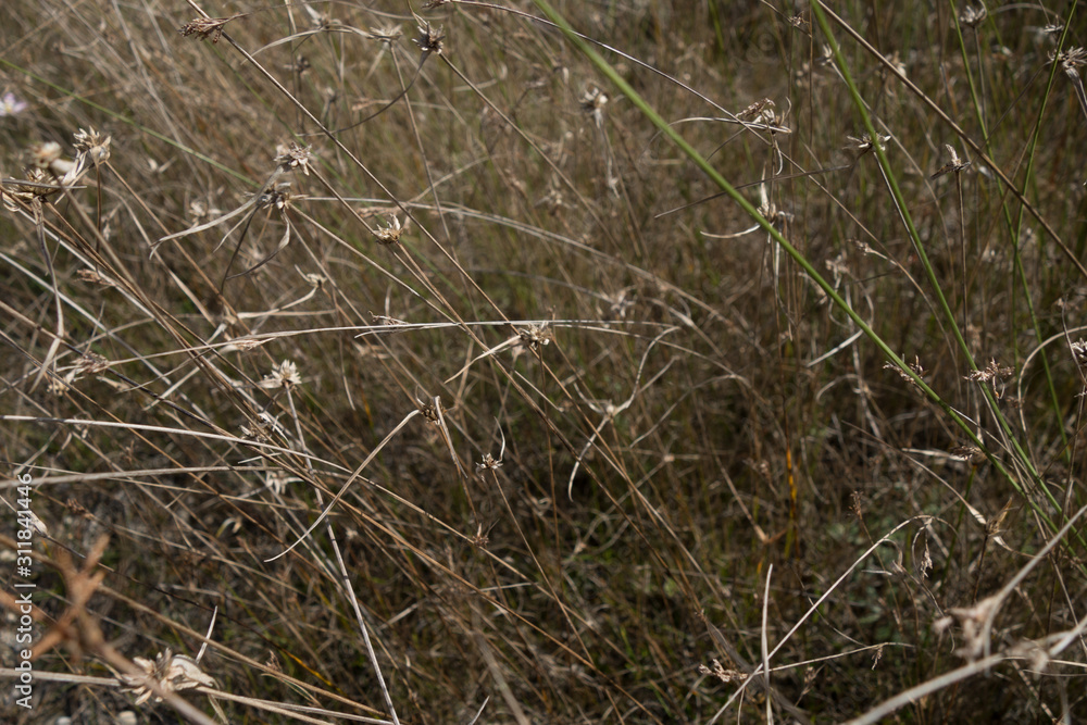 dry grass on the ground dry grass on the ground