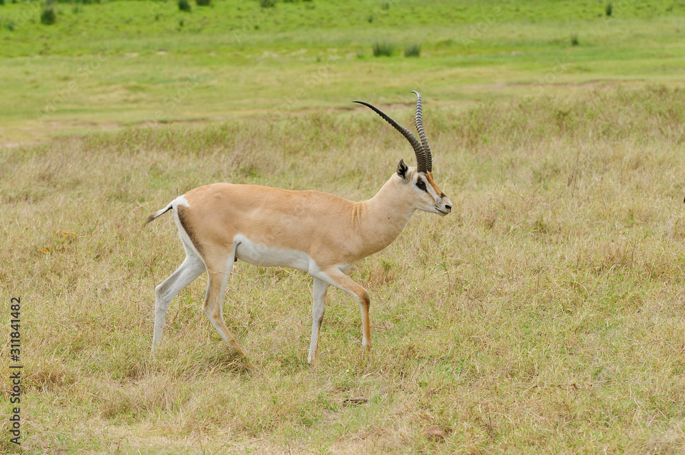 Closeup of Grant's Gazelle (scientific name: Gazella granti, robertsi or Closeup of Grant's Gazelle (scientific name: Gazella granti, robertsi or