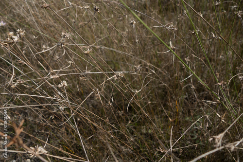 dry grass on the ground