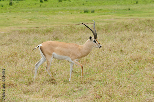 Closeup of Grant's Gazelle (scientific name: Gazella granti, robertsi or "Swala granti" in Swaheli) in the Ngorongoro National park, Tanzania