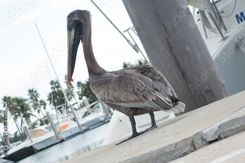 pelican on the pier © Ricardo