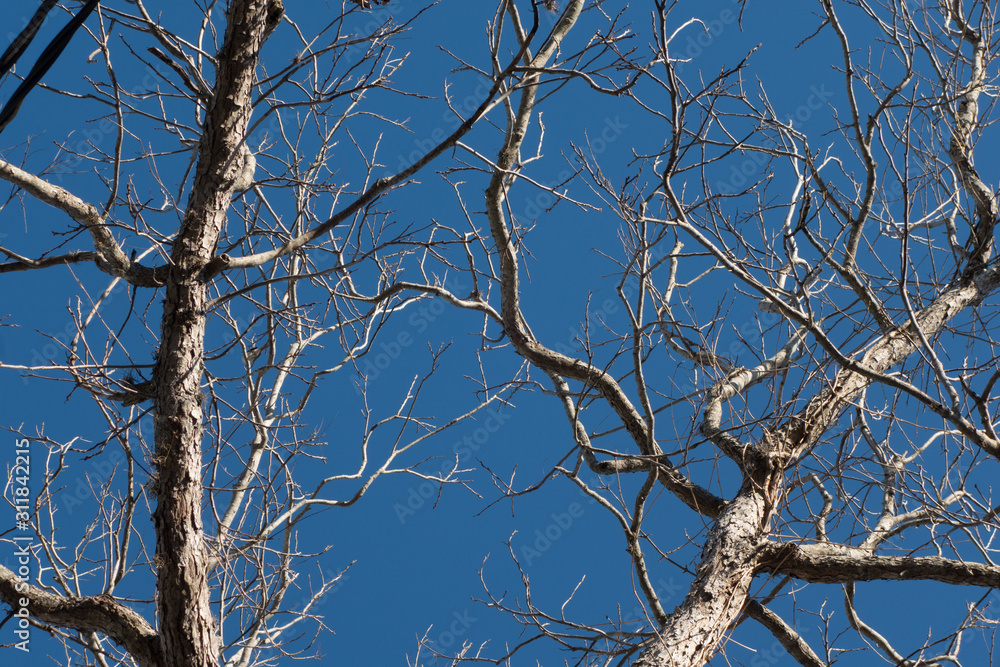 branches of a tree against blue sky branches of a tree against blue sky