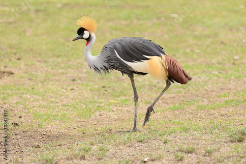 Crowned Crane - Balearica regulorum