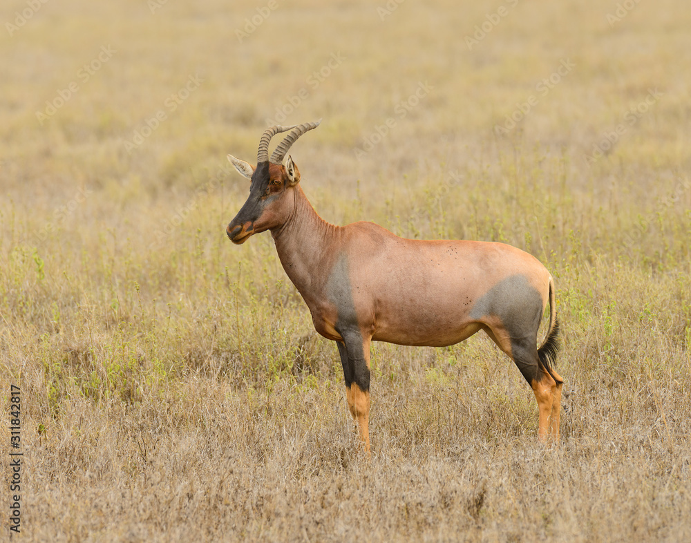 Topi (scientific name: Damaliscus lunatus jimela or Topi (scientific name: Damaliscus lunatus jimela or