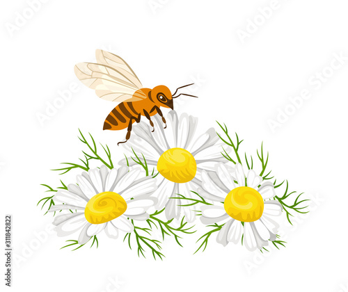 Honey bee collecting nectar on daisy flowers. Bee and wildflowers isolated on white background. Vector illustration of insect and blooming meadow in cartoon flat style. © Sunnydream