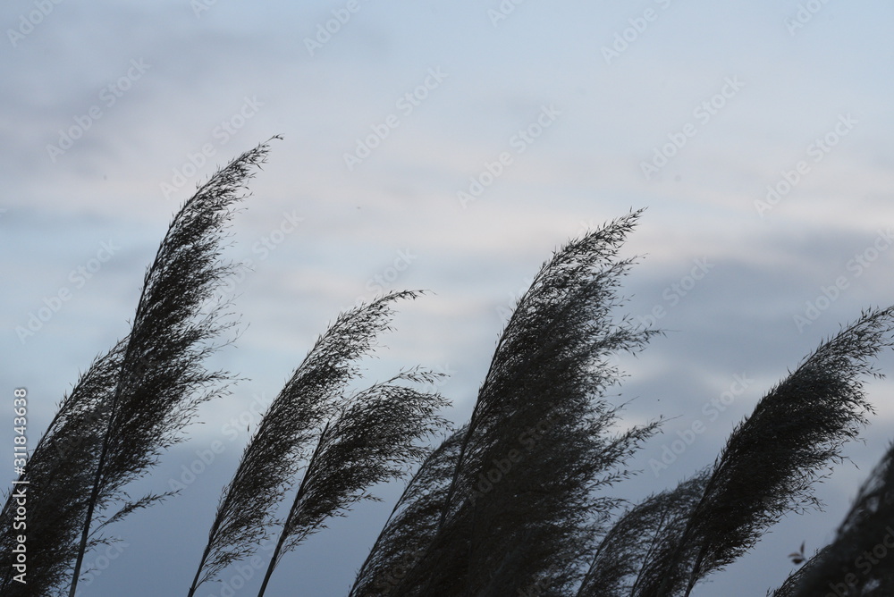 Fototapeta premium grass silhouette at sunset 