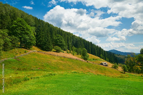 beautiful summer landscape, high spruces on hills, blue cloudy sky and wildflowers - travel destination scenic, carpathian mountains