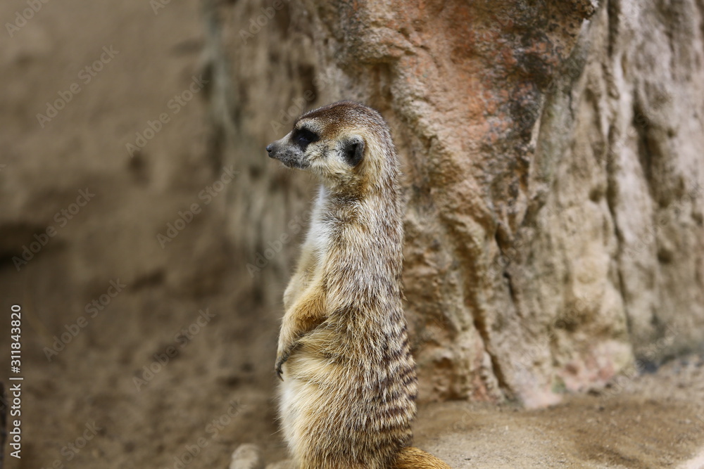 Fototapeta premium meerkat in the zoo